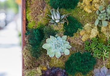 Reindeer Moss and Wild Poinsettias