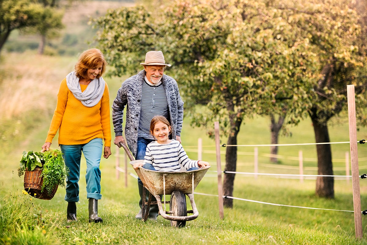 senior couple walking though grass, pushing grandchild in a wheelbarrow