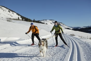 two people skiing behind a dog