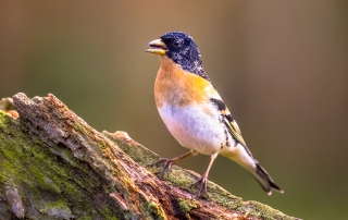 brambling passerine bird