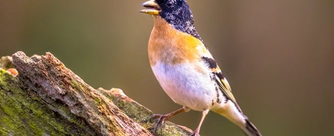 brambling passerine bird