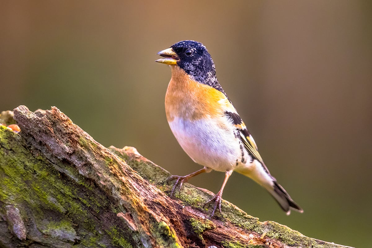 brambling passerine bird