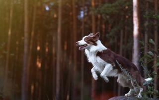 border collie jumping in the woods