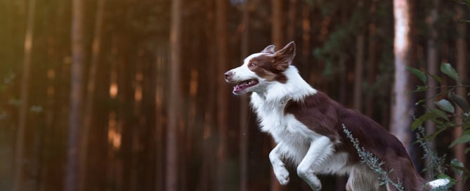 border collie jumping in the woods