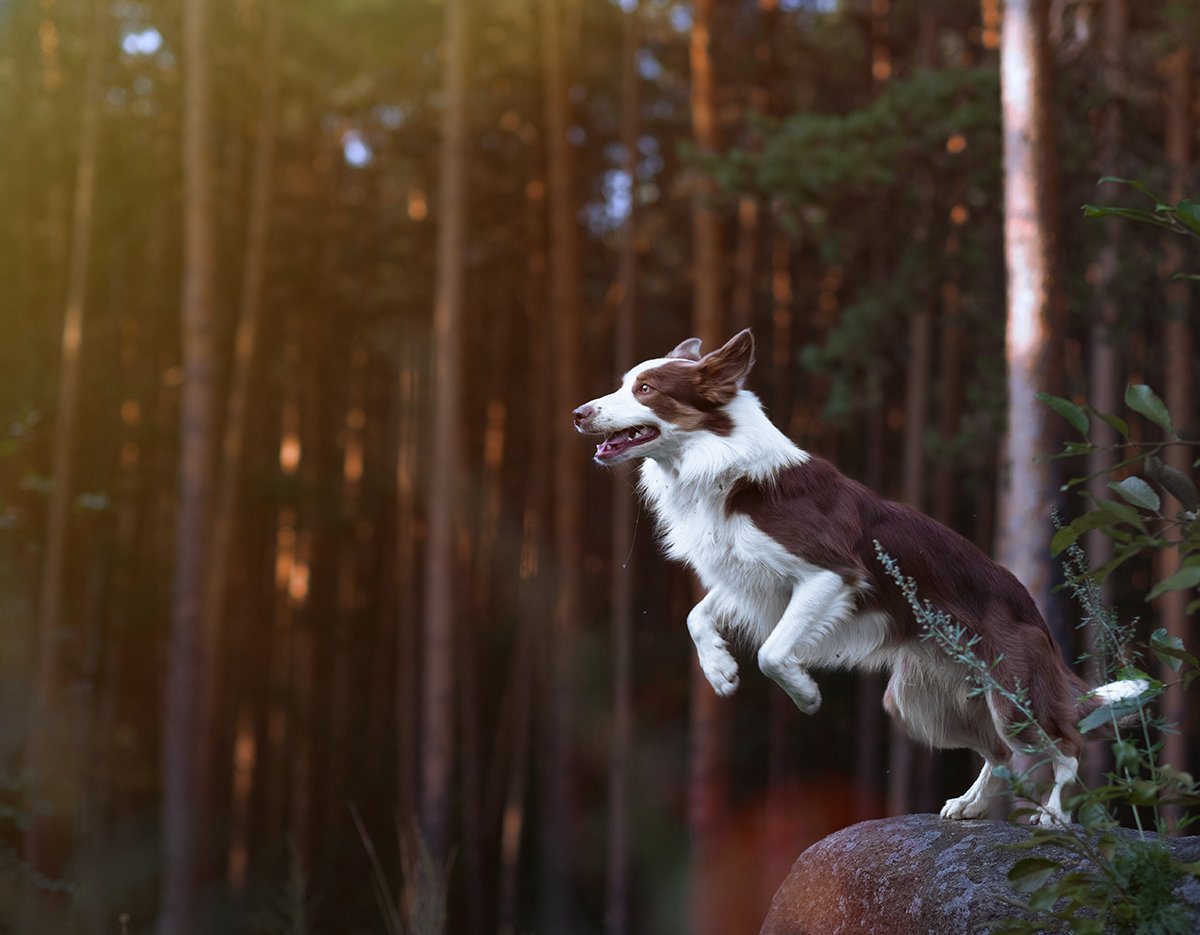 border collie jumping in the woods