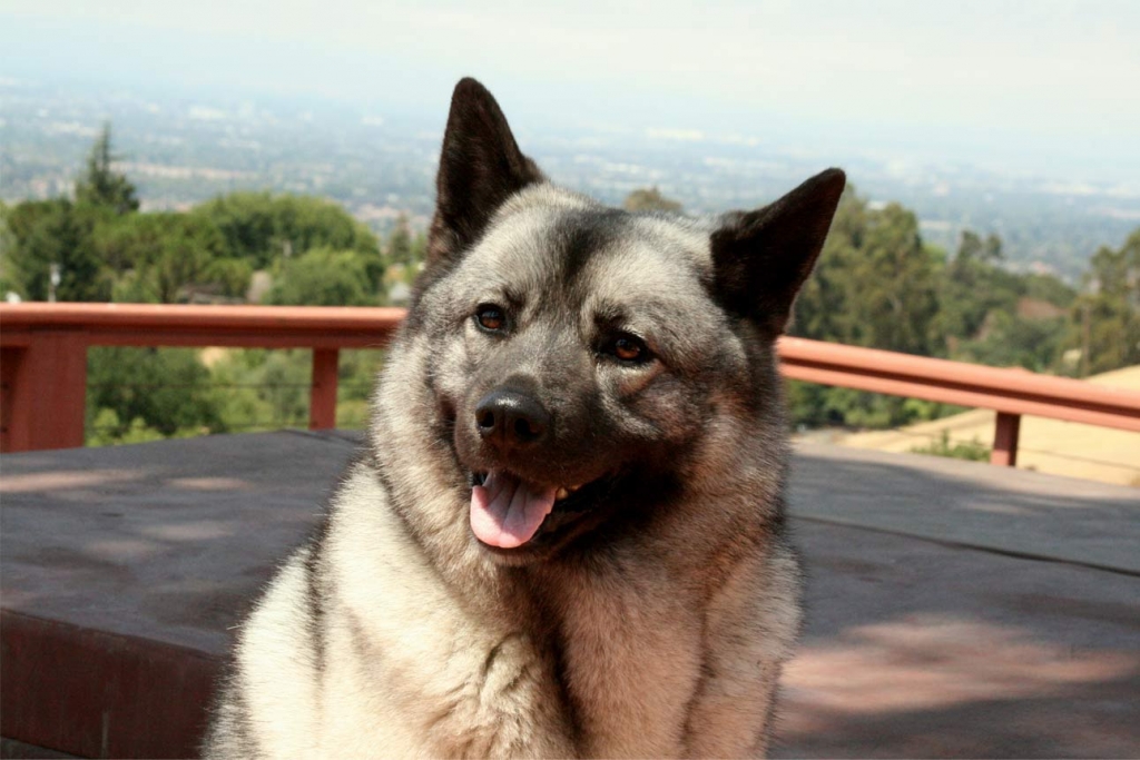 Viking Dog The Norwegian Elkhound Sons of Norway