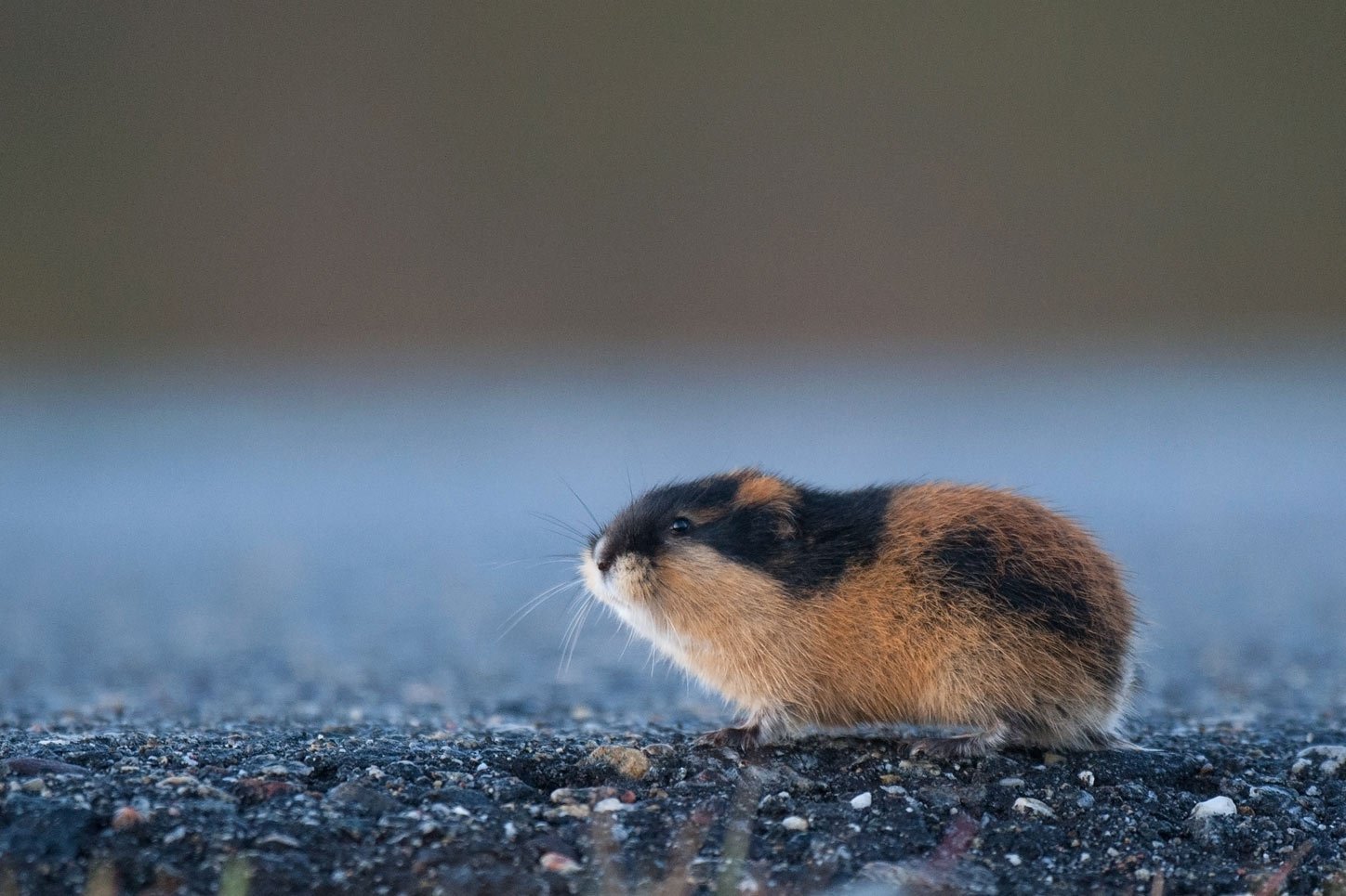 Norway lemming, rodent