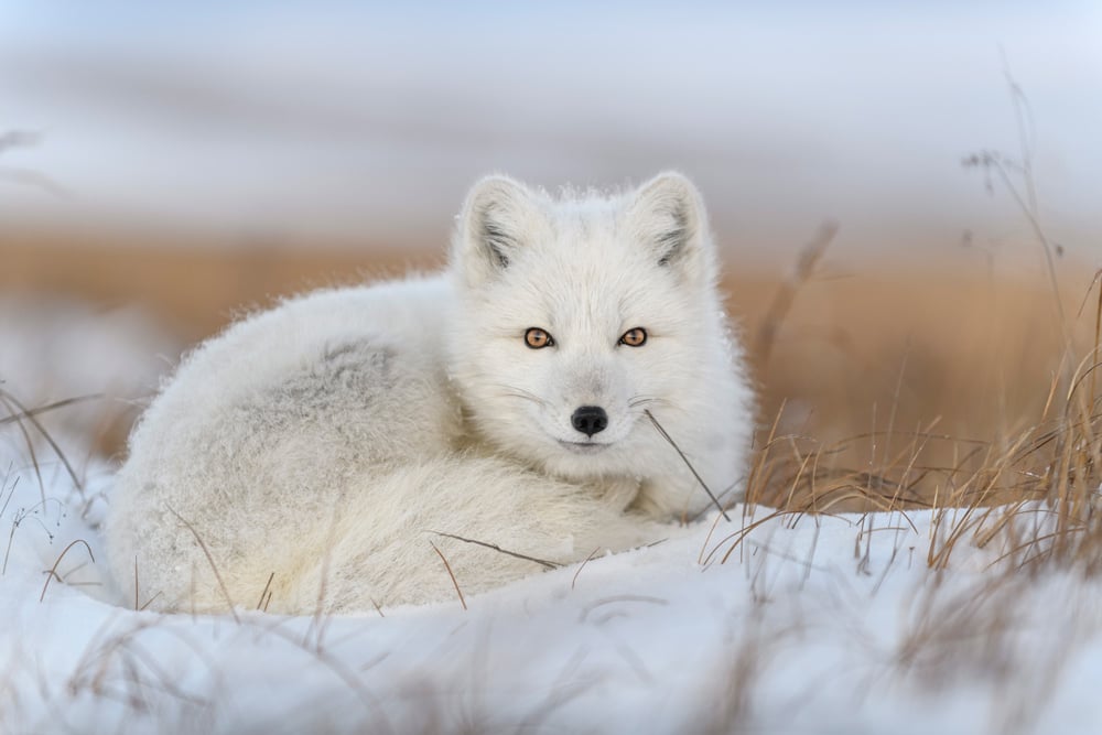 Arctic Fox Conservation Program