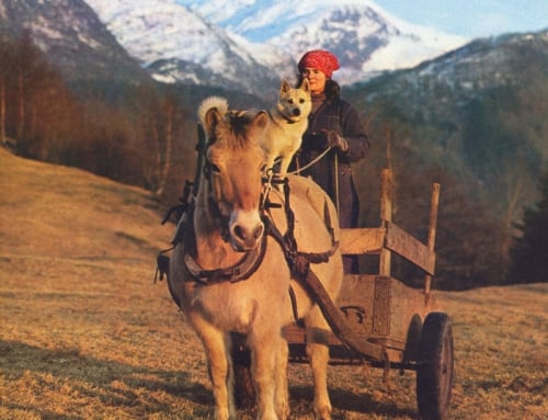 Accidental Shepherd: An Interview with Liese Greensfelder